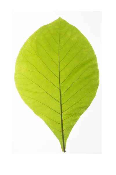 Gröna Blad Tropiska Växter Vit Bakgrund — Stockfoto