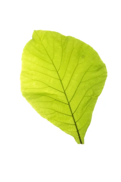 Зеленые Листья Тропических Растений Белый Фон — стоковое фото