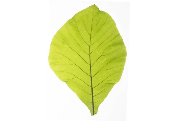 Зеленые Листья Тропических Растений Белый Фон — стоковое фото