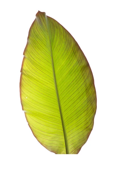 Zöld Levelek Trópusi Növények Fehér Háttér — Stock Fotó