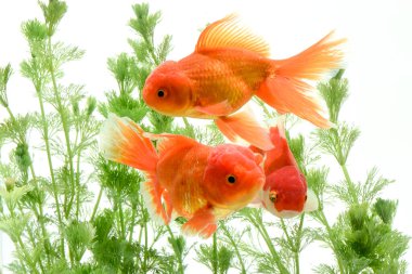 Japon balığı karasik auratus arka planda su bitkileri
