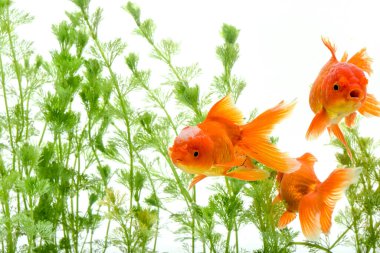 Japon balığı karasik auratus arka planda su bitkileri