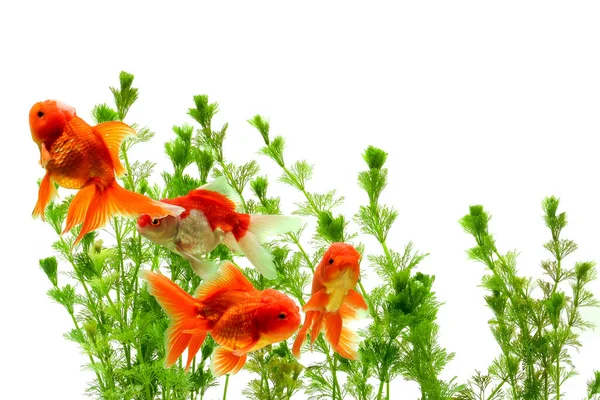 Goudvis Carassius Auratus Achtergrond Waterplanten — Stockfoto