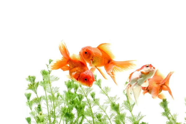 Goldfish Carassius Auratus Fundo Plantas Aquáticas — Fotografia de Stock