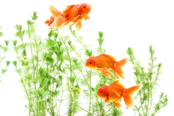 Goldfish Carassius Auratus Фон Водних Рослин — стокове фото