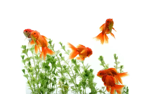 Goldfish Carassius Auratus Fondo Plantas Acuáticas — Foto de Stock