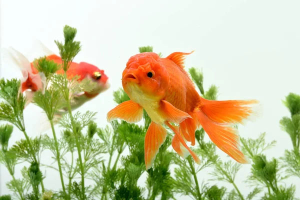 Goldfish Carassius Auratus Фон Водних Рослин — стокове фото