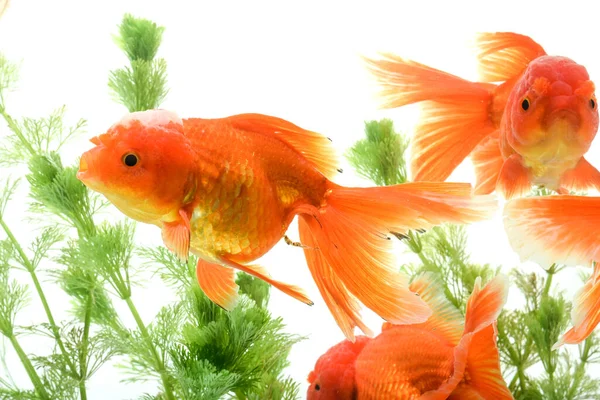 Goldfish Carassius Auratus Background Aquatic Plants — Stock Photo, Image