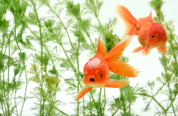 Goldfish Carassius Auratus Fundo Plantas Aquáticas — Fotografia de Stock