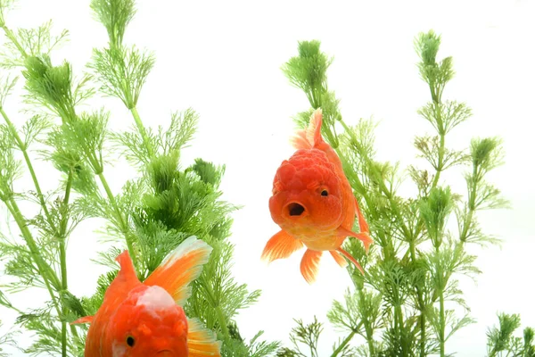 Goldfish Carassius Auratus Backwater Plants — 스톡 사진