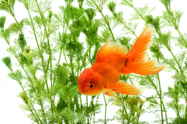 Goldfish Carassius Auratus Fundo Plantas Aquáticas — Fotografia de Stock