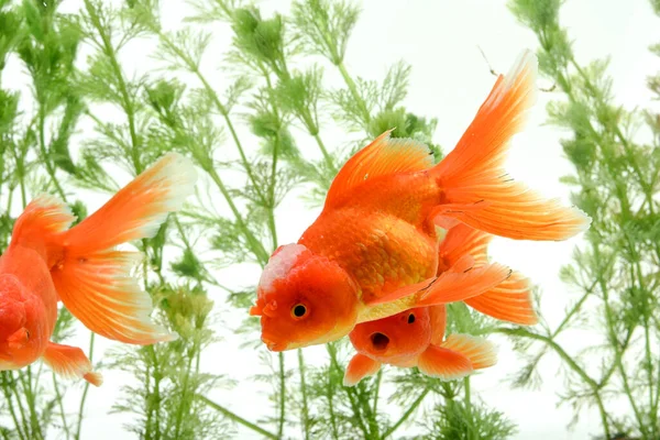 Zlaté Rybky Carassius Auratus Pozadí Vodní Rostliny — Stock fotografie