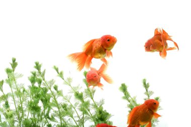 Japon balığı karasik auratus arka planda su bitkileri