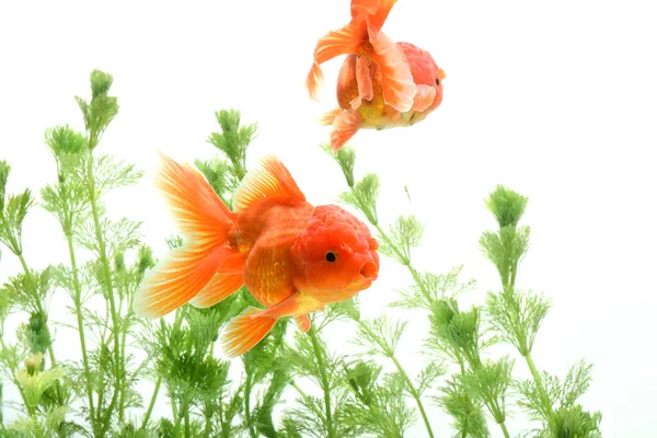 Goldfish Carassius Auratus Fundo Plantas Aquáticas — Fotografia de Stock