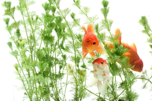 Goldfish Carassius Auratus Backwater Plants — 스톡 사진