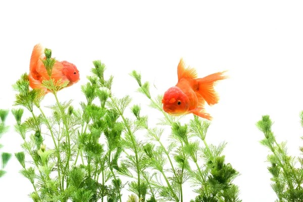 Zlaté Rybky Carassius Auratus Pozadí Vodní Rostliny — Stock fotografie