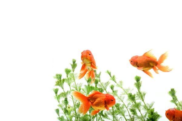 Aranyhal Carassius Auratus Háttér Vízi Növények — Stock Fotó