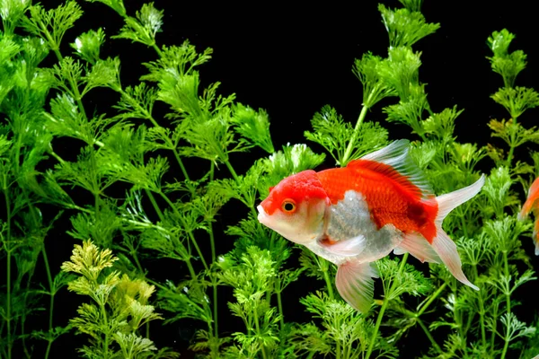 Carassius Auratus Goudvis Natuur Achtergrond — Stockfoto