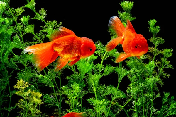 Carassius Auratus Guldfisk Natur Bakgrund — Stockfoto