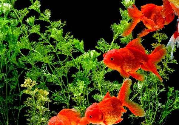 Carassius Auratus Goldfish — стоковое фото