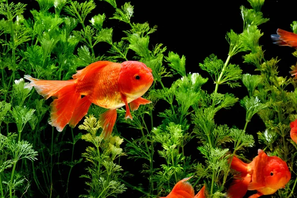 Carassius Auratus Guldfisk Natur Bakgrund — Stockfoto