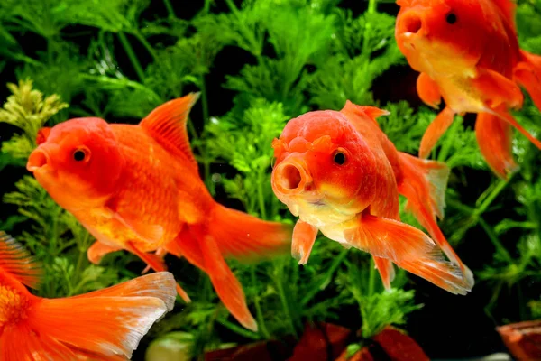 Carassius Auratus Golden Fish Nature Background — 图库照片