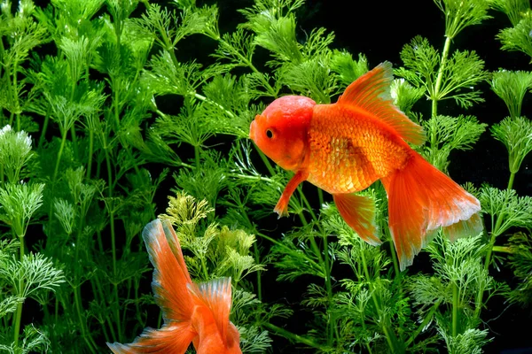 Carassius Auratus Goldfish Natureza Fundo — Fotografia de Stock