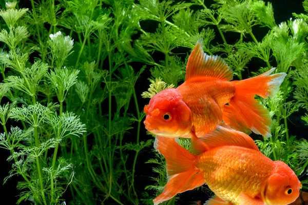 Carassius Auratus Golden Fish Nature Background — 图库照片