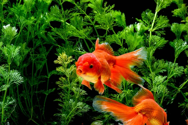 Carassius auratus Japon Balığı doğası geçmişi