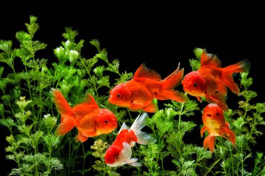 Carassius auratus Japon Balığı doğası geçmişi