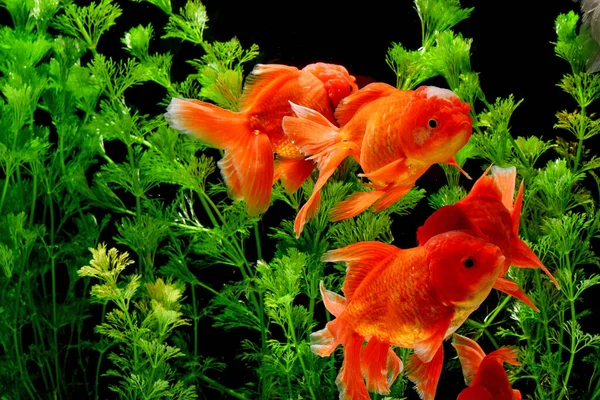 Carassius Auratus Goldfish Natureza Fundo — Fotografia de Stock