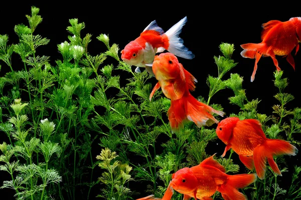 Carassius Auratus Zlaté Rybky Příroda Pozadí — Stock fotografie