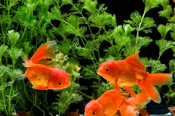 Carassius Auratus Goldfish Natura Tło — Zdjęcie stockowe