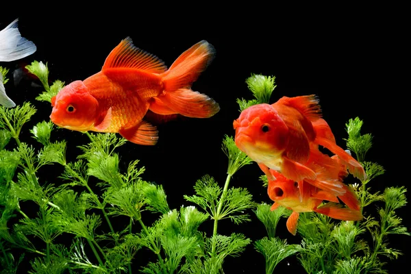 Carassius Auratus Goldfish — стоковое фото