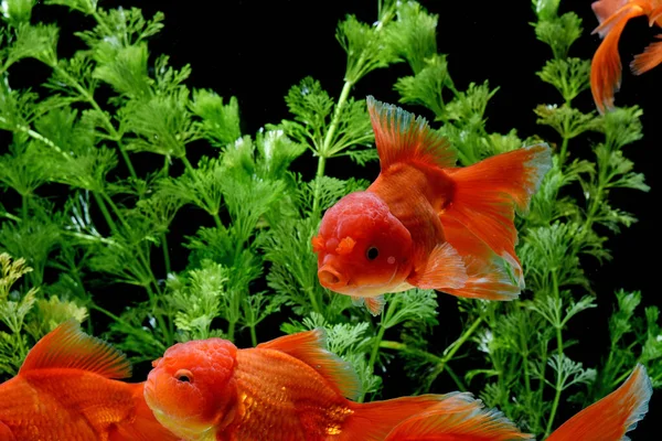Carassius Auratus Goldfish Natureza Fundo — Fotografia de Stock