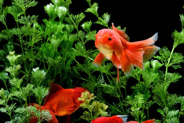 Carassius Auratus Goldfish — стоковое фото
