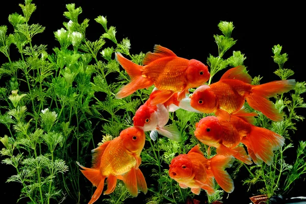 Carassius Auratus Goldfish Natureza Fundo — Fotografia de Stock