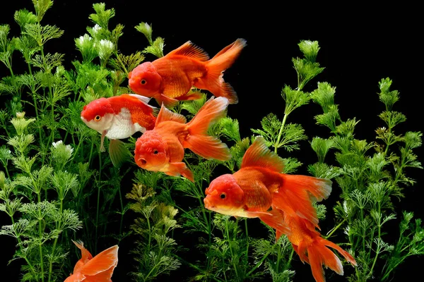 Carassius Auratus Guldfisk Natur Bakgrund — Stockfoto