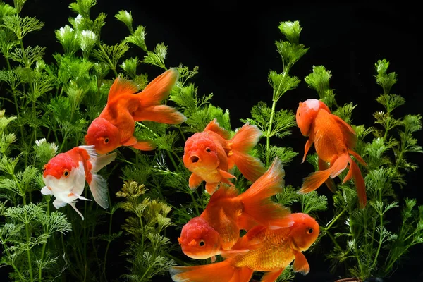 Carassius Auratus Goldfish Nature Background — Stock Photo, Image