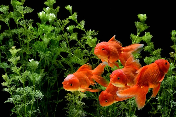 Carassius Auratus Guldfisk Natur Bakgrund — Stockfoto