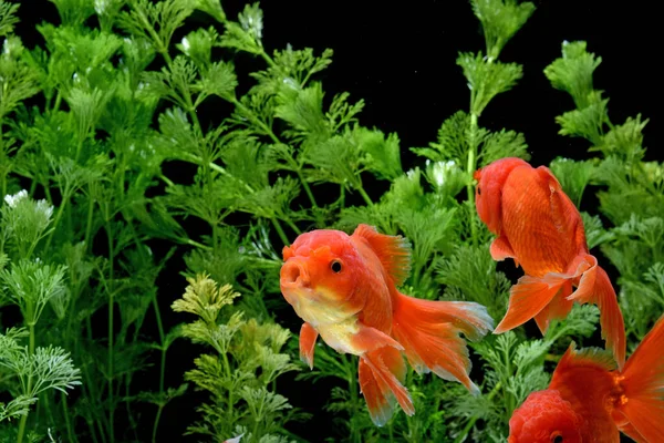 Carassius Auratus Fondo Natural Del Pez Oro — Foto de Stock