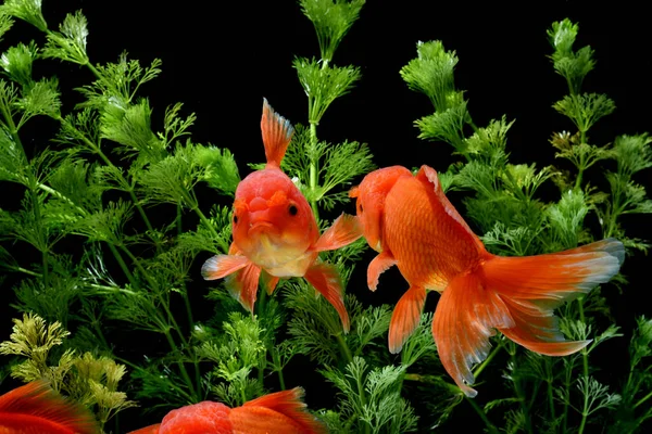 Carassius Auratus Golden Fish Nature Background — 图库照片