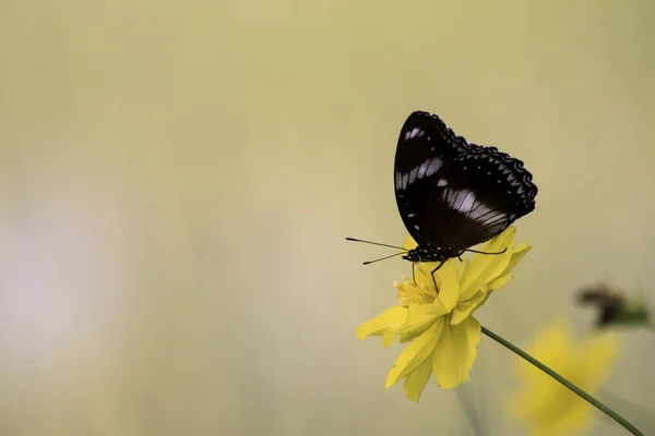 Chamomiles Marguerites Macro Été Champ Printemps Sur Fond Ciel Bleu — Photo