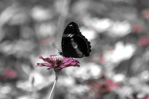 Heřmánky Sedmikrásky Makro Létě Jarní Pole Pozadí Modré Oblohy Sluncem — Stock fotografie