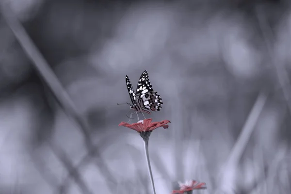 Papatya papatyaları yaz tarlasında arka planda mavi gökyüzünde güneş ışığı ve uçan bir kelebek, doğa panoramik manzara. Yazın fotokopi alanı olan doğal manzara.