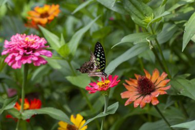 Papatya papatyaları yaz tarlasında arka planda mavi gökyüzünde güneş ışığı ve uçan bir kelebek, doğa panoramik manzara. Yazın fotokopi alanı olan doğal manzara.
