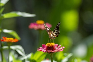 Papatya papatyaları yaz tarlasında arka planda mavi gökyüzünde güneş ışığı ve uçan bir kelebek, doğa panoramik manzara. Yazın fotokopi alanı olan doğal manzara.