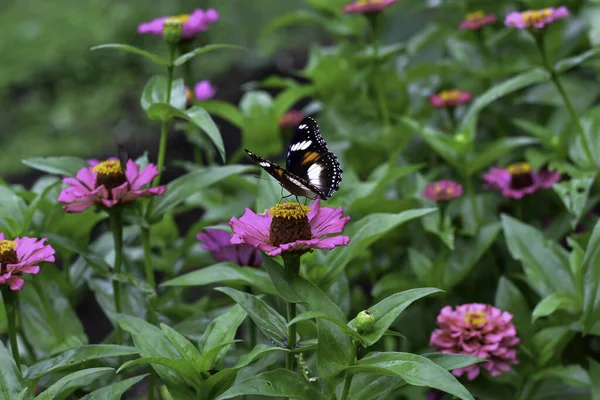 菊花在夏春的田野里 在蓝天的背景上 放着艳阳高照的蝴蝶 鸟瞰着大自然的全景 夏季自然景观 有复制空间 — 图库照片