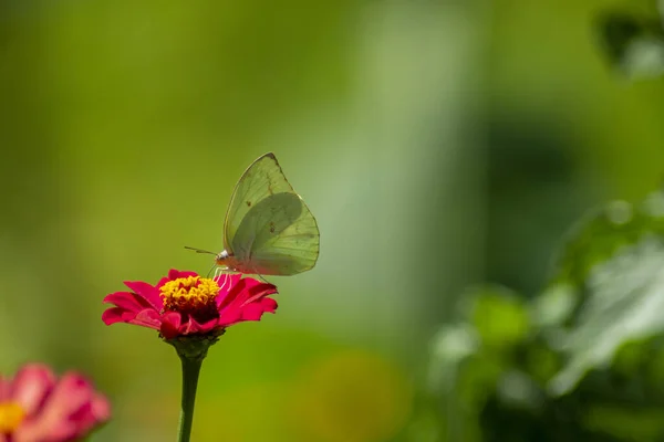 菊花在夏春的田野里 在蓝天的背景上 放着艳阳高照的蝴蝶 鸟瞰着大自然的全景 夏季自然景观 有复制空间 — 图库照片