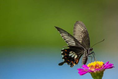 Papatya papatyaları yaz tarlasında arka planda mavi gökyüzünde güneş ışığı ve uçan bir kelebek, doğa panoramik manzara. Yazın fotokopi alanı olan doğal manzara.
